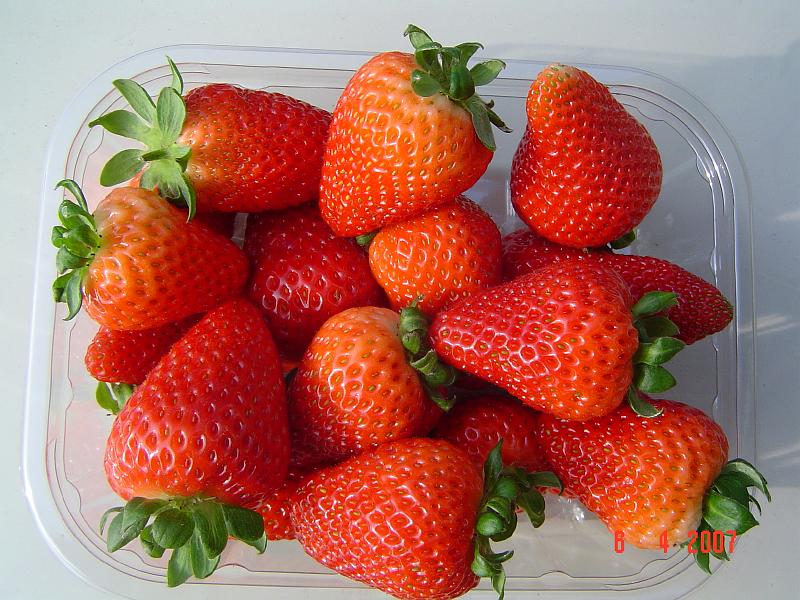 Albion Vissers aardbeiplanten BV America strawberryplants (4).JPG